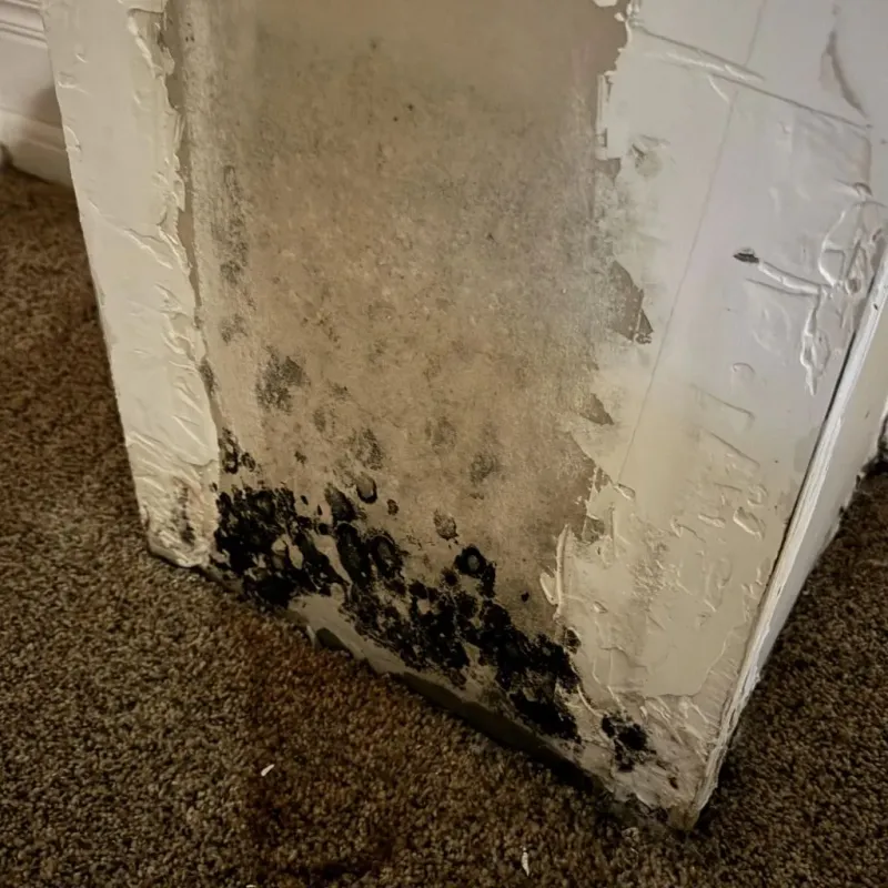 Professional Mold Removal in Niagara Falls, NY